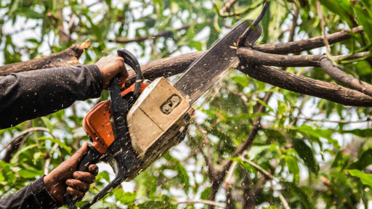 Tree Surgery