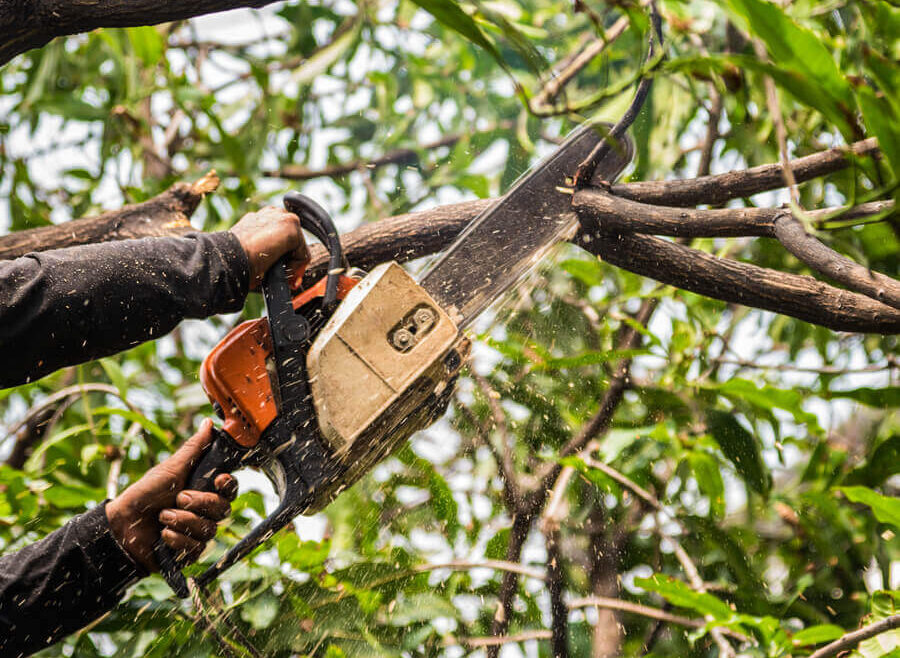 Tree Surgery