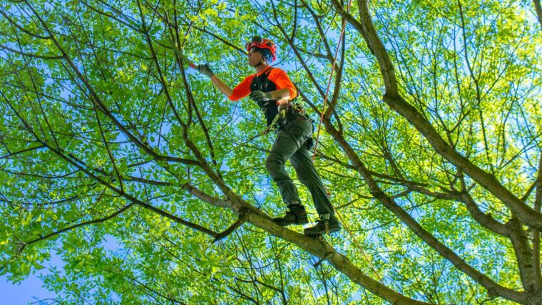 Tree Trimming